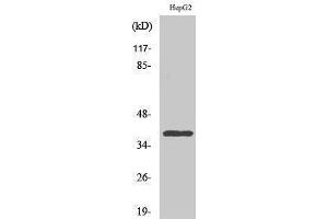 Image no. 1 for anti-Chemokine (C-C Motif) Receptor-Like 2 (CCRL2) (Internal Region) antibody (ABIN3183725)