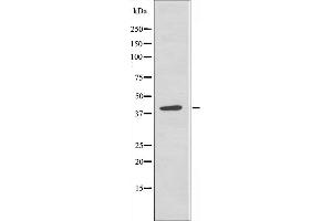Image no. 2 for anti-Budding Uninhibited By Benzimidazoles 3 Homolog (Yeast) (BUB3) (C-Term) antibody (ABIN6258676)