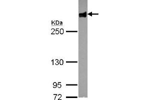 WB Image Sample (30 ug of whole cell lysate) A: U87-MG 5% SDS PAGE antibody diluted at 1:1000