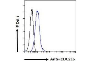 Image no. 2 for anti-Cyclin-Dependent Kinase 19 (CDK19) (C-Term) antibody (ABIN570894)