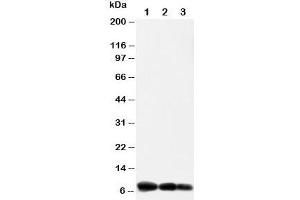 Image no. 2 for anti-Chemokine (C-X-C Motif) Ligand 10 (CXCL10) (AA 79-98) antibody (ABIN3030503)