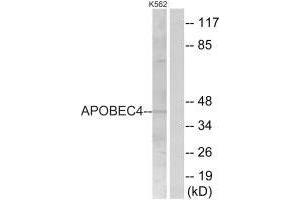 APOBEC4 anticorps