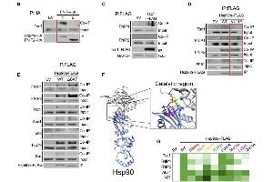 anti-Folliculin Interacting Protein 1 (FNIP1) (Internal Region) antibody