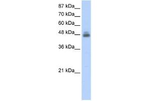 Image no. 1 for anti-RNA Binding Motif, Single Stranded Interacting Protein 1 (RBMS1) (C-Term) antibody (ABIN2778818)