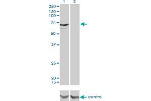 Western blot analysis of MYLK2 over-expressed 293 cell line, cotransfected with MYLK2 Validated Chimera RNAi (Lane 2) or non-transfected control (Lane 1).