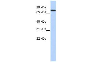 ADARB2 Antikörper  (Middle Region)