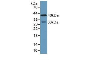 CPA4 antibody  (AA 55-421)