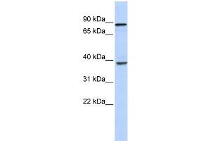 Image no. 1 for anti-DEAH (Asp-Glu-Ala-His) Box Polypeptide 35 (DHX35) (N-Term) antibody (ABIN2775252)