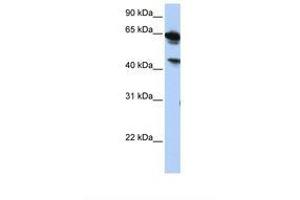 Image no. 1 for anti-Abhydrolase Domain Containing 16A (ABHD16A) (AA 252-301) antibody (ABIN6739259)