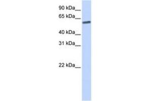 Image no. 1 for anti-SUMO/sentrin Specific Peptidase 3 (SENP3) (AA 36-85) antibody (ABIN6743826)