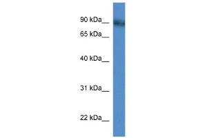 Image no. 2 for anti-phosphodiesterase 4D, cAMP-Specific (PDE4D) (N-Term) antibody (ABIN2786830)