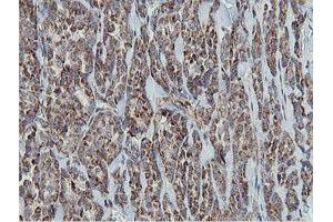 MRPS27 anticorps  (AA 151-414)
