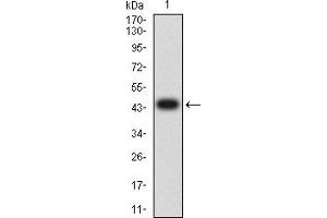 Integrin beta 4 Antikörper  (AA 29-206)