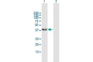 Image no. 3 for anti-serine/arginine-Rich Splicing Factor 5 (SRSF5) (AA 1-272) antibody (ABIN520138)