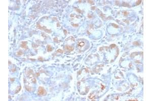 Image no. 2 for anti-Trefoil Factor 1 (TFF1) (AA 57-84) antibody (ABIN6940692)