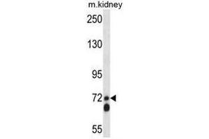 Image no. 2 for anti-Amyloid beta (A4) Precursor-Like Protein 2 (APLP2) (AA 592-621), (C-Term) antibody (ABIN950473)
