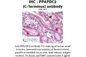 Image no. 1 for anti-Phosphatidic Acid Phosphatase Type 2 Domain Containing 2 (PPAPDC2) (C-Term) antibody (ABIN1738277)