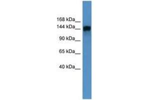 Image no. 1 for anti-Phosphatidylinositol Transfer Protein, Membrane-Associated 1 (PITPNM1) (AA 117-166) antibody (ABIN6746671)
