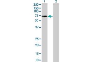 Western Blot analysis of C21orf66 expression in transfected 293T cell line by C21orf66 MaxPab polyclonal antibody.