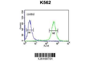 Image no. 2 for anti-ATPase, H+/K+ Exchanging, beta Polypeptide (ATP4b) (AA 52-78), (N-Term) antibody (ABIN651374)