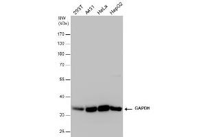 anti-Glyceraldehyde-3-Phosphate Dehydrogenase (GAPDH) (Center) antibody