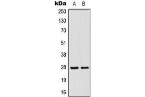 Image no. 2 for anti-Mitochondrial Ribosomal Protein L16 (MRPL16) (C-Term) antibody (ABIN2705005)