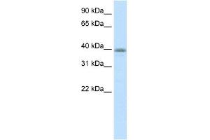 Image no. 1 for anti-Neurogenic Differentiation 6 (NEUROD6) (N-Term) antibody (ABIN2779629)