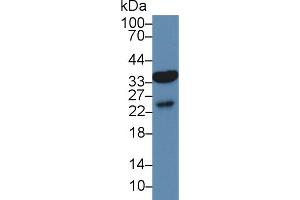 Image no. 1 for anti-Aquaporin 9 (AQP9) (AA 4-285) antibody (ABIN5013152)