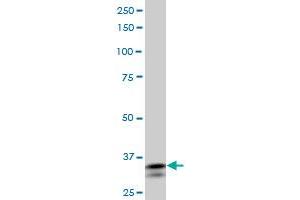 SHOX2 antibody  (AA 117-204)