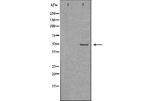 Image no. 1 for anti-Adenosylhomocysteinase (AHCY) (Internal Region) antibody (ABIN6259834)