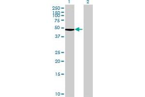 Western Blot analysis of DTNBP1 expression in transfected 293T cell line by DTNBP1 MaxPab polyclonal antibody.