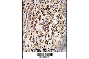 Image no. 3 for anti-Mitochondrial Amidoxime Reducing Component 2 (MARC2) (AA 270-300), (C-Term) antibody (ABIN652632)