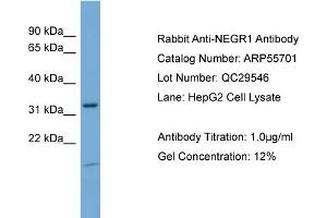 Image no. 2 for anti-Neuronal Growth Regulator 1 (NEGR1) (N-Term) antibody (ABIN2786325)