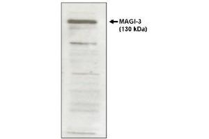 Image no. 1 for anti-Membrane Associated Guanylate Kinase, WW and PDZ Domain Containing 3 (MAGI3) antibody (ABIN264918)