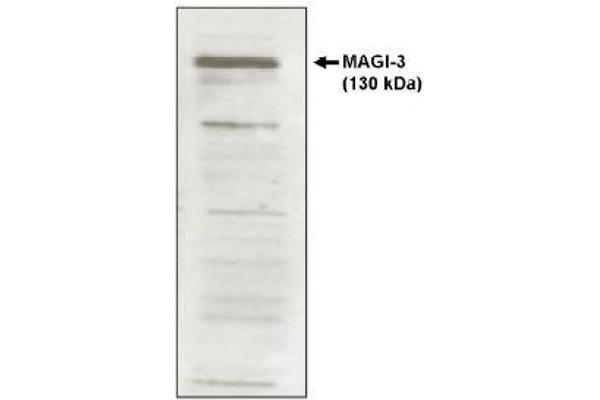 anti-Membrane Associated Guanylate Kinase, WW and PDZ Domain Containing 3 (MAGI3) antibody