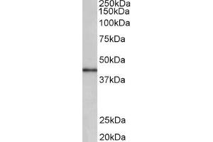 Image no. 1 for anti-Cyclin D-Type Binding-Protein 1 (CCNDBP1) (AA 322-333) antibody (ABIN5539694)