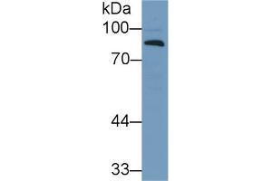 Image no. 2 for anti-Complement Factor B (CFB) (AA 270-388) antibody (ABIN1175357)