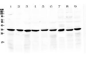 Image no. 1 for anti-Coatomer Protein Complex, Subunit epsilon (COPE) (AA 80-308) antibody (ABIN5518902)
