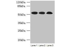 SPERT Antikörper  (AA 1-412)