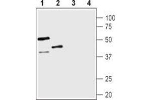 Western blot analysis of rat lung (lanes 1 and 3) and mouse kidney (lanes 2 and 4) lysates: - 1,2.