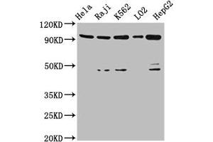 CD133 anticorps  (AA 508-792)