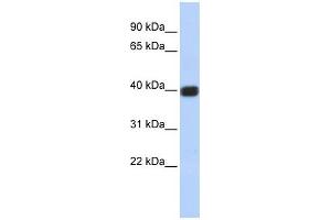 Image no. 1 for anti-Gap Junction Protein, delta 2, 36kDa (GJD2) (Middle Region) antibody (ABIN634734)