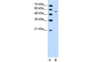 CHST7 antibody