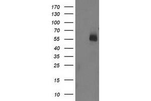 Image no. 5 for anti-U-Box Domain Containing 5 (UBOX5) (AA 1-130), (AA 419-487) antibody (ABIN1490569)