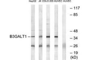 Image no. 1 for anti-UDP-Gal:betaGlcNAc beta 1,3-Galactosyltransferase, Polypeptide 1 (B3GALT1) (AA 61-110) antibody (ABIN1534688)