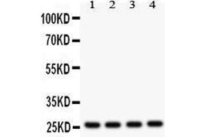 Image no. 1 for anti-Fms-Related tyrosine Kinase 3 Ligand (FLT3LG) (AA 79-110), (N-Term) antibody (ABIN3042394)
