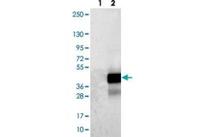 Image no. 1 for anti-Chromosome 1 Open Reading Frame 190 (C1orf190) antibody (ABIN5582819)