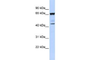 Image no. 1 for anti-Sex Comb On Midleg-Like 4 (SCML4) (N-Term) antibody (ABIN2775831)