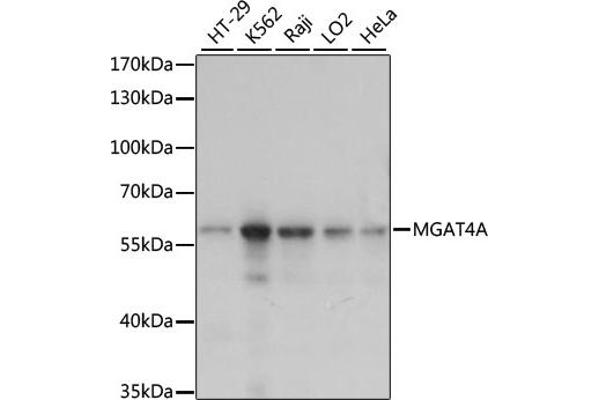 MGAT4A Antikörper  (AA 28-100)