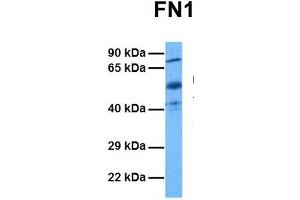 Image no. 2 for anti-Fibronectin 1 (FN1) (C-Term) antibody (ABIN2776847)